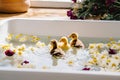 Little ducklings swim in a flower bath. Generative AI