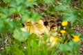 Little ducks Royalty Free Stock Photo