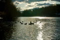 Little ducks enjoying the sunset in the lake in a winter day Royalty Free Stock Photo
