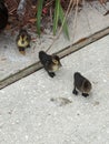 Little Ducks Marching