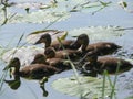 Little ducks Royalty Free Stock Photo