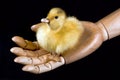 Little Ducky Royalty Free Stock Photo