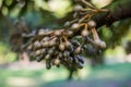 Little durian flower, Fresh durian fruit on tree