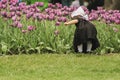 Little Dutch girl among the tulips