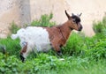 Little dutch goat in nature