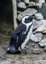 Little dwarf blue penguin animal portrait close up Royalty Free Stock Photo