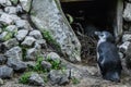 Little dwarf blue penguin standing in front of a cave