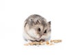 Little dwarf campbell hamster eating Royalty Free Stock Photo