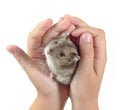 Little dwarf hamster