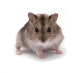 Little dwarf hamster Royalty Free Stock Photo