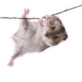 Little dwarf hamster Royalty Free Stock Photo