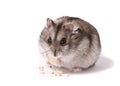 Little dwarf hamster eating pumpkin seed Royalty Free Stock Photo