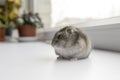 Little dwarf hamster near the window Royalty Free Stock Photo