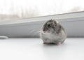 Little dwarf hamster Royalty Free Stock Photo