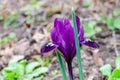 Little dwarf iris grow in garden at spring