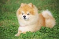 A little dwarf spitz dog is lying in the grass and listens to his distant master Royalty Free Stock Photo