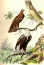 The Little Eagle or Eagle Screaming, The Eagle, vintage engraving Royalty Free Stock Photo