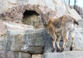 A little East Caucasian tur on the rock. Hoofed animals of the world. Royalty Free Stock Photo