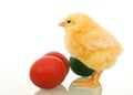 Little easter chicken with dyed eggs Royalty Free Stock Photo