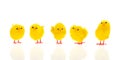 Little easter chicks Royalty Free Stock Photo