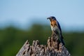 An Eastern Bluebird with an Insect Royalty Free Stock Photo