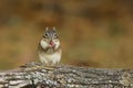 Cute Little Eastern Chipmunk Sitting on a Log in Fall Eating a Nut Royalty Free Stock Photo