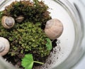 Little ecosystem in a glass jar snails live on green moss