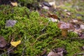 Little edible mushroom xerocomus badius in the forest on the moss Royalty Free Stock Photo