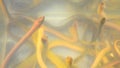 Little eels in glass tank