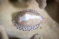 Little Egg Cowry Calpurnus verrucosus Royalty Free Stock Photo