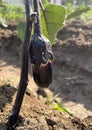 A little eggplant just growing