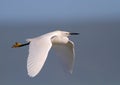 Little Egret Royalty Free Stock Photo