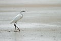 Little egret