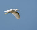 Little Egret (Egretta garzetta) in flight Royalty Free Stock Photo