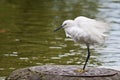 Little Egret Royalty Free Stock Photo
