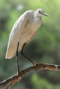 Little egret