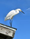 Little Egret Royalty Free Stock Photo