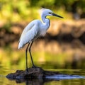 Little egret