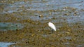 Little egret alone on the riverbank in England 1