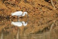 Little egret aquatic heron bird with its reflection walking on w Royalty Free Stock Photo