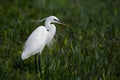 Little egret in Australasia, elegant bird in natural habitat