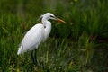 Little egret in Australasia, elegant bird in natural habitat