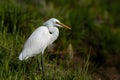 Little egret in Australasia, elegant bird in natural habitat