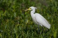 Little egret in Australasia, elegant bird in natural habitat