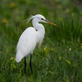 Little egret in Australasia, elegant bird in natural habitat