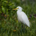 Little egret in Australasia, elegant bird in natural habitat