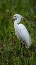 Little egret in Australasia, elegant bird in natural habitat