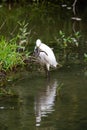 Little egret on the bank of a river with a toad Royalty Free Stock Photo