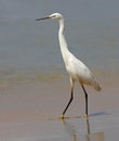 Little Egret on a beach II