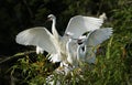 Little egret